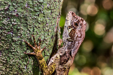 Obraz premium Brazilian Fathead Anole photographed in Linhares, Espirito Santo. Southeast of Brazil. Atlantic Forest Biome. Picture made in 2015.