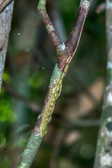 Amazon Green Anole photographed in Linhares, Espirito Santo. Southeast of Brazil. Atlantic Forest Biome. Picture made in 2015.