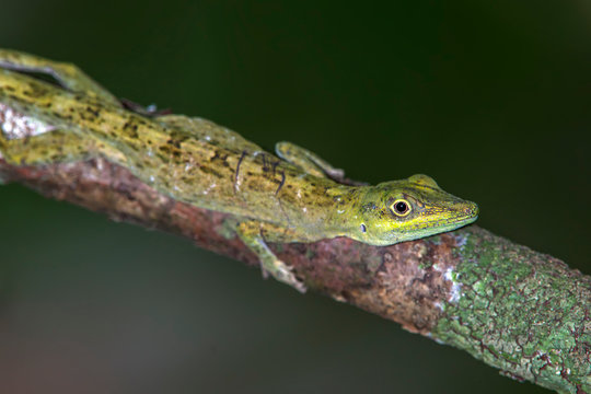 Amazon Green Anole photographed in Linhares, Espirito Santo. Southeast of Brazil. Atlantic Forest Biome. Picture made in 2015.