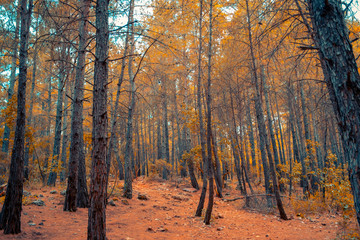 Forest in autumn