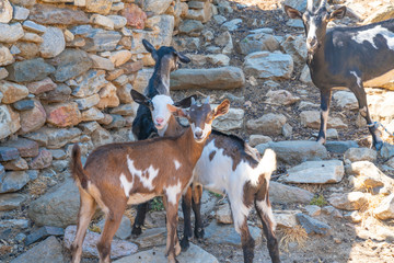 Ruins of old stome farm shed with goat