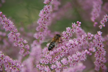 Una abeja poliniza una flor en el jardin botánico de Barcelona