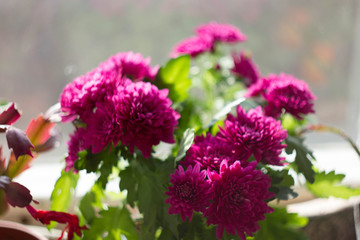 Obraz premium Maroon chrysanthemum on a window in the sun.