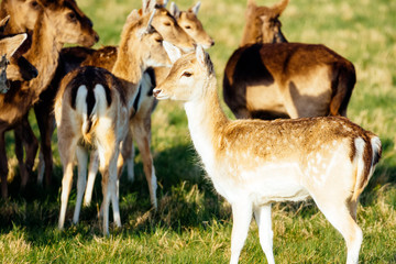 Large herd of deer, Cervus Elaphus, in the grassland or meadow of their habitat