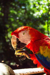parrot on a branch