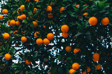 orange tree with fruits and green leaves. sky.