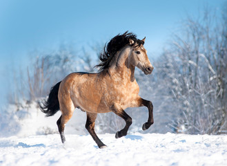 Bucksin lusitano horse runs free in winter field - 315991473
