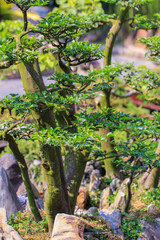 Fototapeta na wymiar park with beautiful bonsai plants. Amazing creations of human hands from plants.