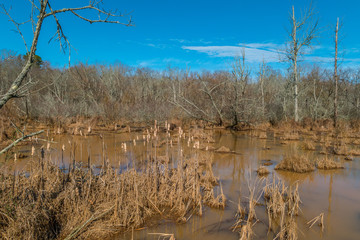 Dead cattails in the wetland