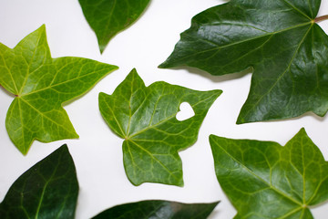 Green and natural leaves, one of them with a heart-shaped perforation, isolated on white background.