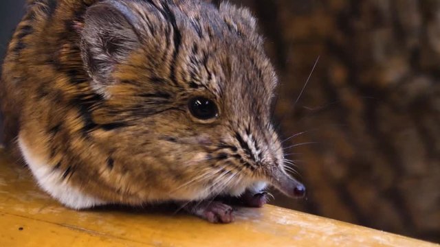 Close up of an Elephant Mouse or elephant shrew profile to the right moving it's nose.
