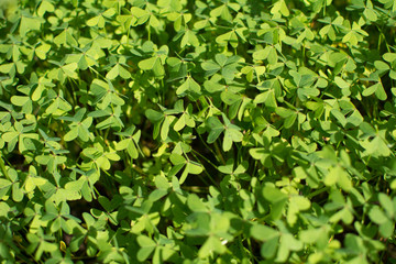 Many clovers in the field, bathed in sunlight.