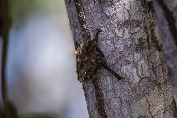Bat photographed in Linhares, Espirito Santo. Southeast of Brazil. Atlantic Forest Biome. Picture made in 2015.