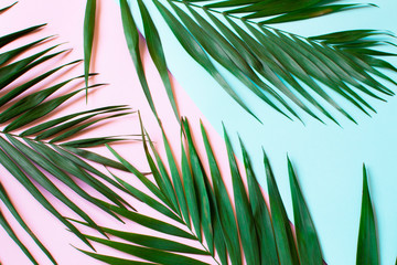 green palm leaves on a pastel pink-blue background, advertising tropical background