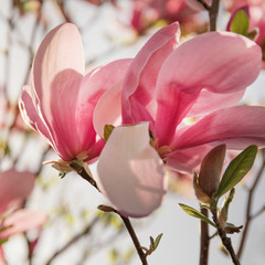 Square shape image with pink magnolia flower close up on white background