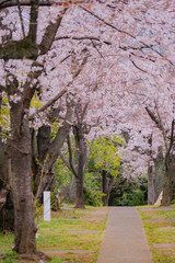 青山霊園の満開の桜