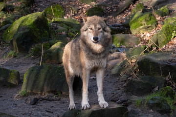 Wolf in Deutschland