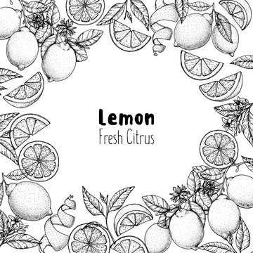 Lemon hand drawn package design. Vector illustration. Lemon sketch for menu design, brochure illustration. Black and white design. Citrus lemon pattern illustration.