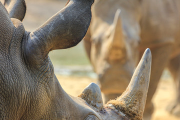 Big african animals close up. Head of rhino, back side view.