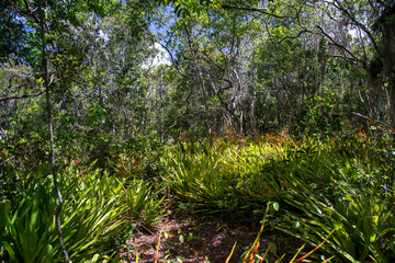 Forest Landscape photographed in Linhares, Espirito Santo. Southeast of Brazil. Atlantic Forest Biome. Picture made in 2015.