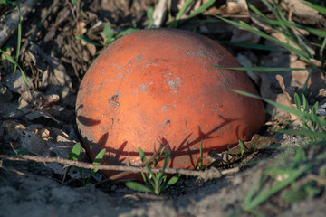 Abandoned toys - a childs play ball found as trash along a path