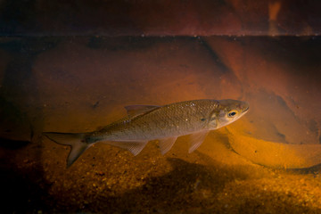 Fish photographed in Linhares, Espirito Santo. Southeast of Brazil. Atlantic Forest Biome. Picture made in 2015.