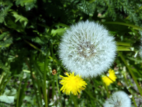 Pustblume,L&ouml;wenzahn,Natur,Blume;Sommer