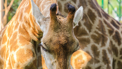 Giraffe head close up. Rare african animals.