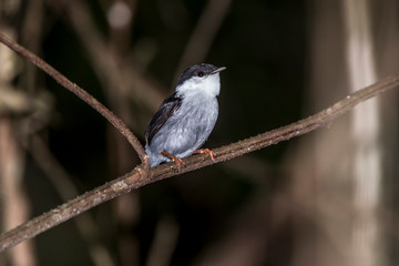 White bearded Manakin photographed in Linhares, Espirito Santo. Southeast of Brazil. Atlantic Forest Biome. Picture made in 2015.