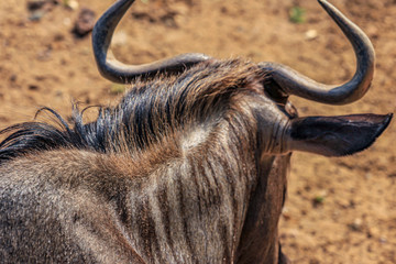 Head of wildebeest, back view. Hoofed african animals close up.