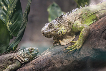 large lizards rest and bask on a log. ancient reptiles close up, blur and grain and poster effect.