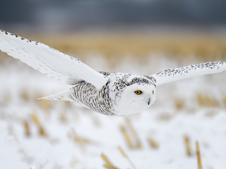 Female Snowy Owl Flying Low Over Corn Field in Winter