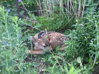 Bambi