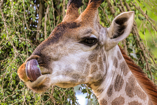 tongue portrait of a giraffe eating grass. Cute animals of the world.