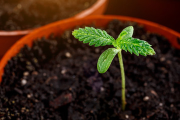 A small plant of cannabis seedlings at the stage of vegetation planted in the ground in the sun, eceptions of cultivation in an indoor marijuana for medical purposes, marijuana flower from seed