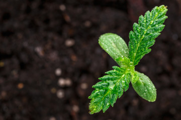 A small plant of cannabis seedlings at the stage of vegetation planted in the ground in the sun, eceptions of cultivation in an indoor marijuana for medical purposes, marijuana flower from seed