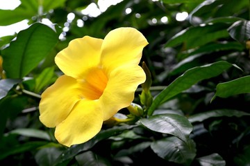 the beauty of seeing the flower of Allamanda cathartica L is being blown