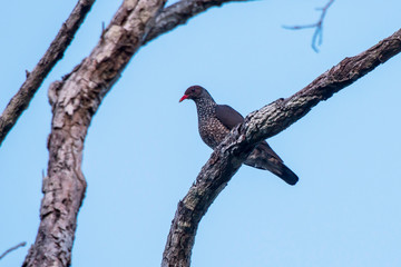 Bird photographed in Linhares, Espirito Santo. Southeast of Brazil. Atlantic Forest Biome. Picture made in 2015.
