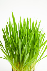 green grass isolated on a white background. vertical orientation.