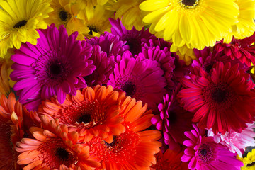 Abstract background of colorful flowers close-up