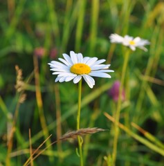 Daisies in Springtime
