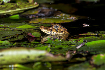 Caiman photographed in Linhares, Espirito Santo. Southeast of Brazil. Atlantic Forest Biome. Picture made in 2015.