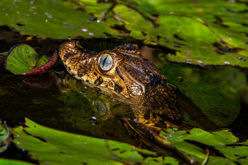Caiman photographed in Linhares, Espirito Santo. Southeast of Brazil. Atlantic Forest Biome. Picture made in 2015.