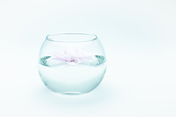 Lilac chrysanthemum in transparent vase with clear water on white background
