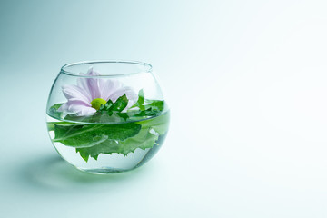 Chrysanthemum with leaves in vase with clear water on white background