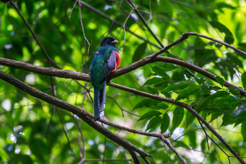 Bird photographed in Linhares, Espirito Santo. Southeast of Brazil. Atlantic Forest Biome. Picture made in 2015.