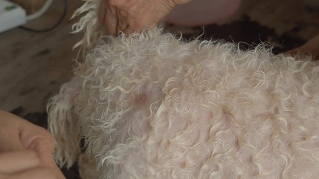 medicating a sore boil or ingrown hair on a pet dog's fur coat to help the dog heal and not fester