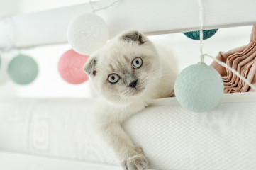 White Scottish fold domestic cat playing in bed with colorfull lights balloons. Beautiful white kitten. Portrait of Scottish kitten with blue eyes. Cozy home. Animal pet cat. Close up copy space