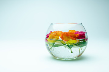 Colorful roses in transparent vase on white background 
