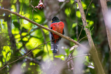 Bird photographed in Linhares, Espirito Santo. Southeast of Brazil. Atlantic Forest Biome. Picture made in 2015.